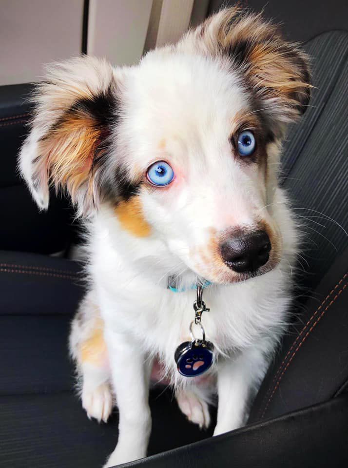 Auggie - Leikyn Tapia.jpg